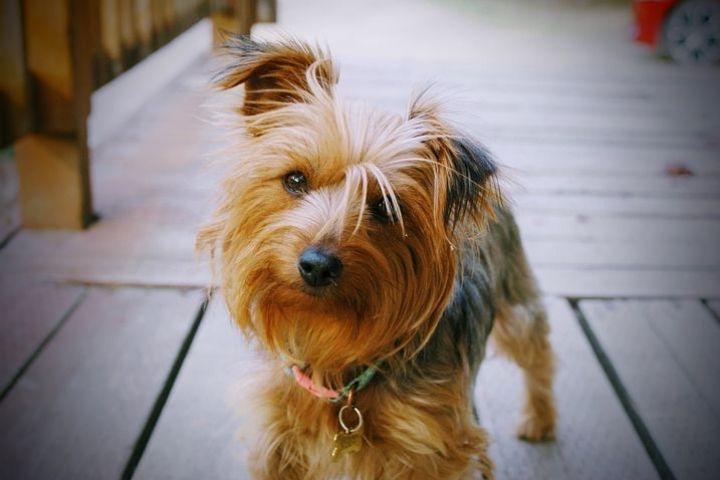 子犬の散歩はいつからが最適 社会化期とワクチン接種の関係も解説 にゃんぽんblog 子犬の散歩はいつからが最適 社会化期とワクチン接種の関係も解説 にゃんぽんblog