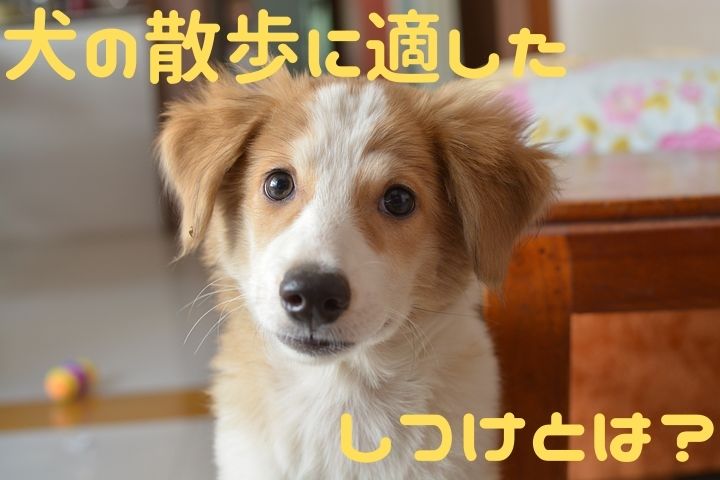 犬の散歩に適したしつけとは ６つの合図をトレーニングしよう にゃんぽんblog