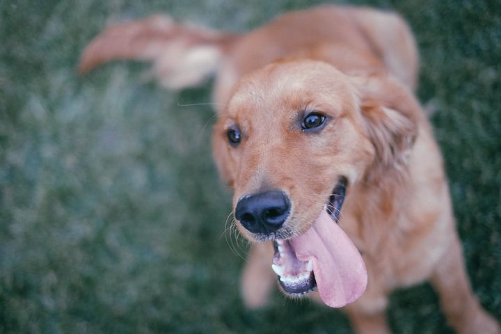 犬の散歩に使えるしつけは ６つの合図をトレーニングしよう にゃんぽんblog