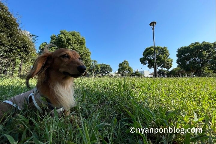 城南島海浜公園つばさドッグラン 東京都大田区 で愛犬とお散歩しよう にゃんぽんblog