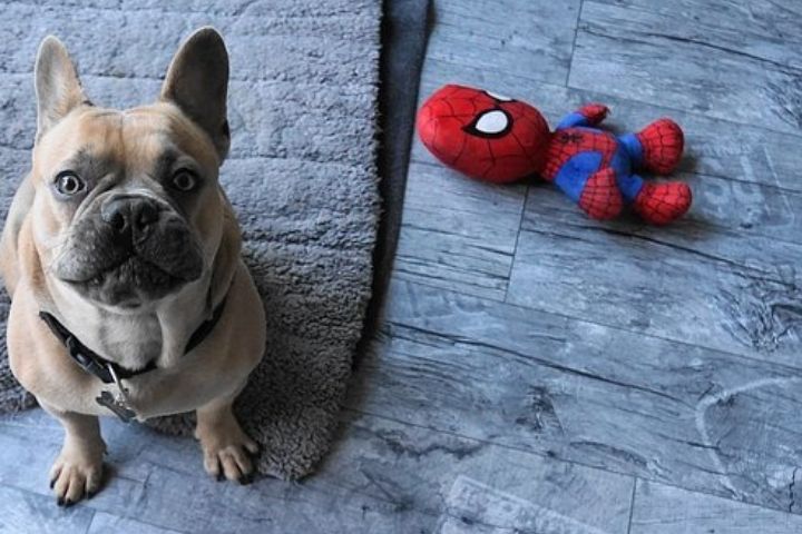 犬 遊ぶ おもちゃ パターン 初心者