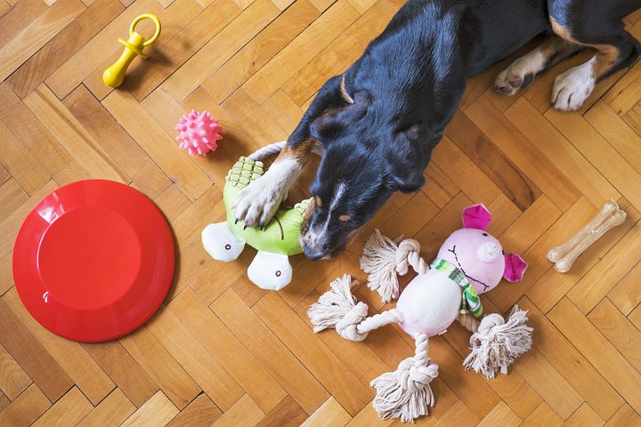 犬,遊ぶ,おもちゃ,パターン,初心者