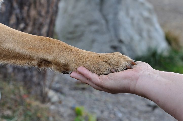 犬の手